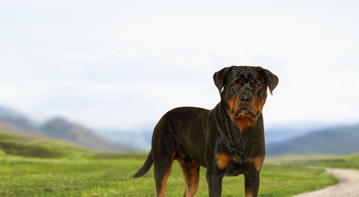Dry dog food for adult Rottweilers